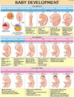 Baby Development