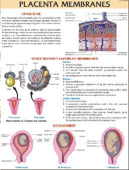 Placenta Membranes