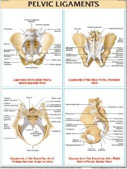 Pelvic Ligaments