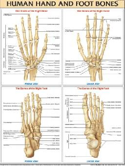 Human Hand and Foot Bones