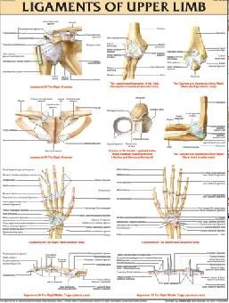 Ligaments of Upper Limb
