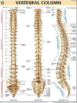 Vertebral Column