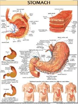Stomach