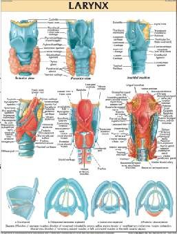 Larynx
