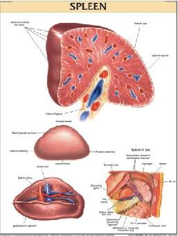 Spleen
