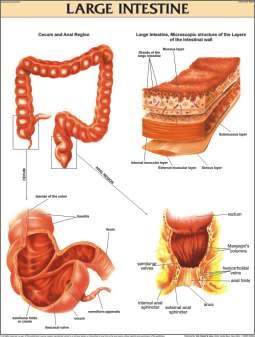 Large Intestine