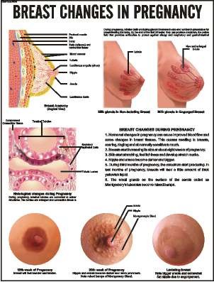Breast Changes in Pregnancy