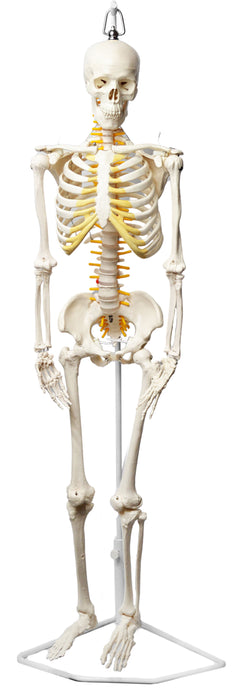 Human Skeleton System
