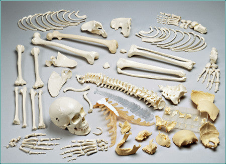 Disarticulated Skeleton
