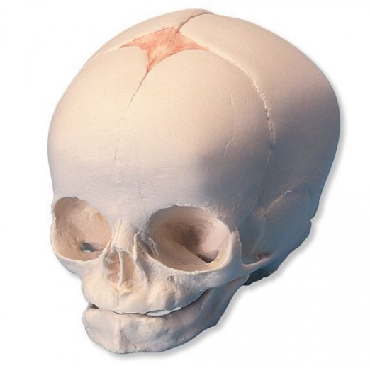 Fetal Skull Model