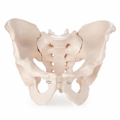Flexible Female Pelvis