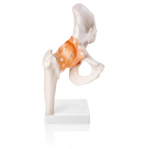 Hip Joint Model