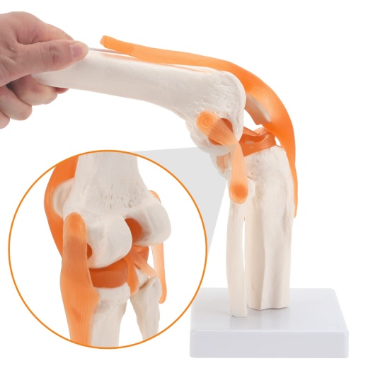 Knee Joint Model