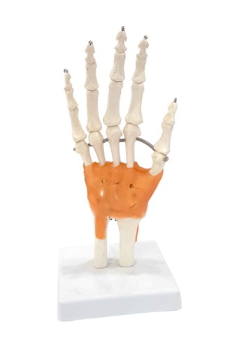 Hand Joint Model