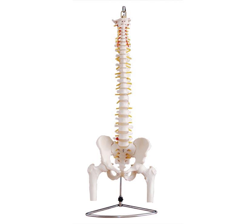 Vertebral Column Model