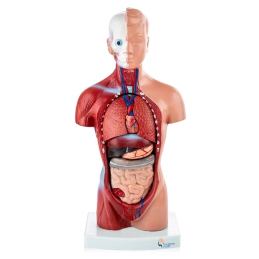 Anatomical Models