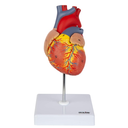 Heart Model