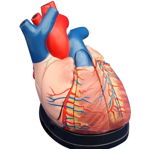 Jumbo Heart Model