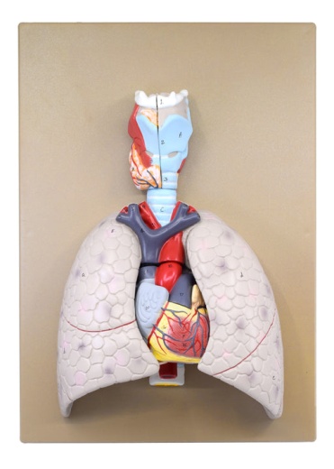 Larynx Heart Lungs Model