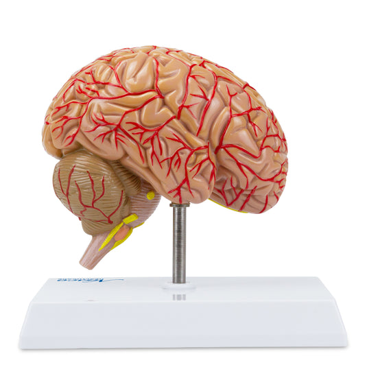 Brain and Arteries Model