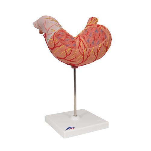 Stomach Model