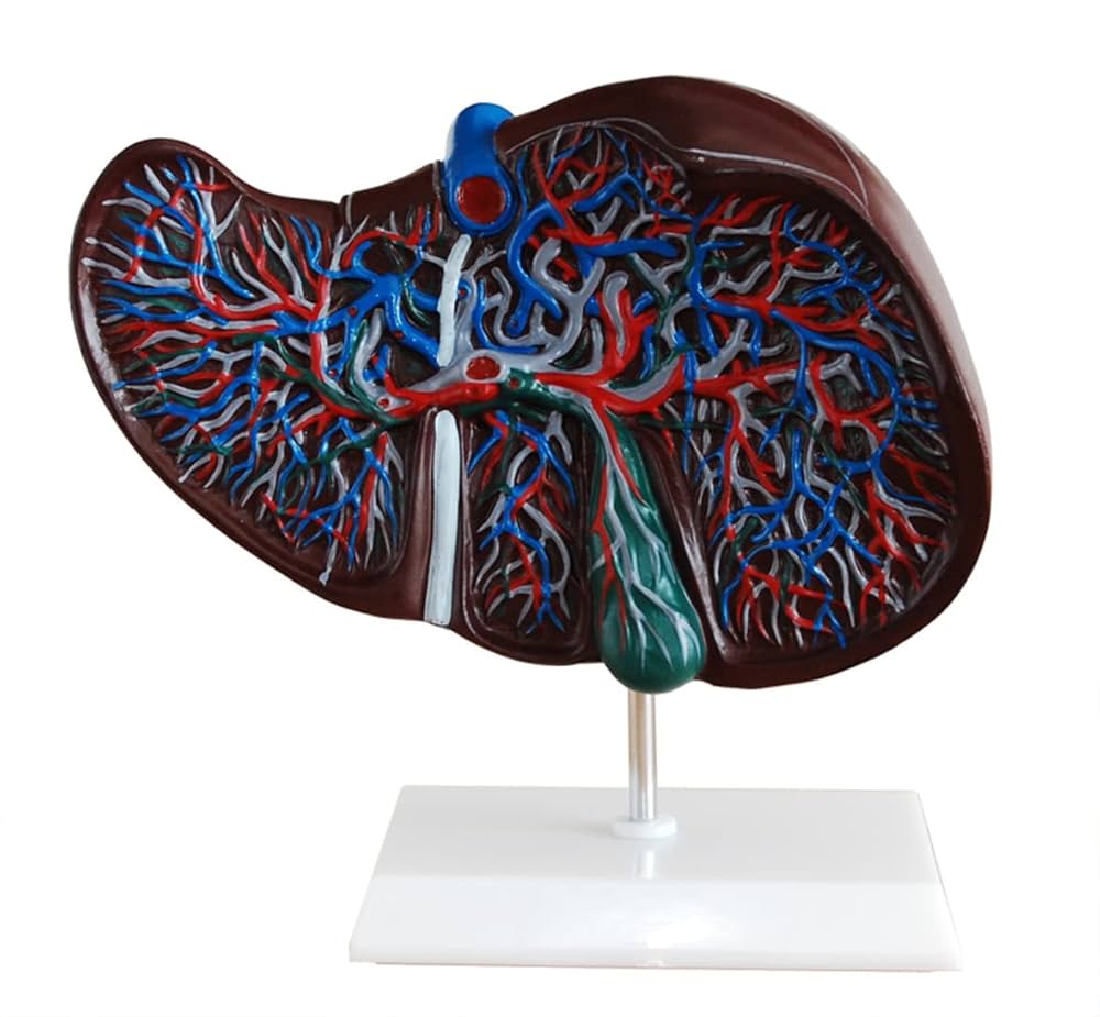 Liver Model
