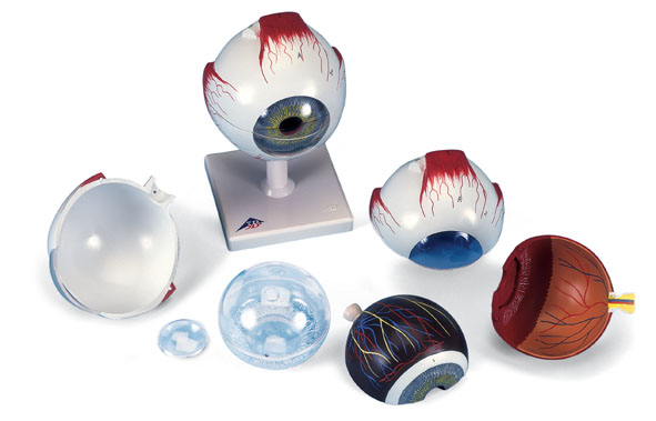 Giant Eye Model