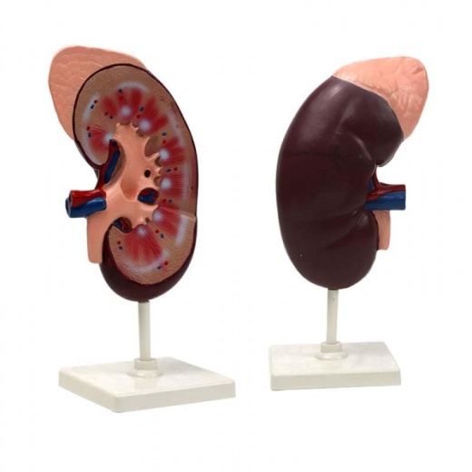 Human Kidney with Adrenal Gland