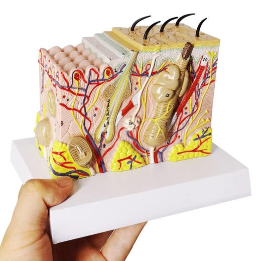 Enlarged Skin Model