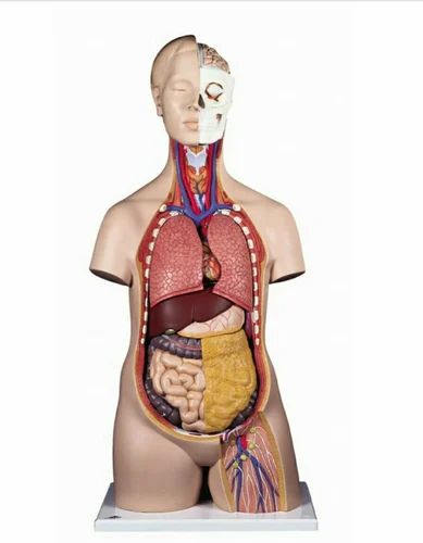 Digestive System Model