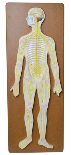 Nervous System Model