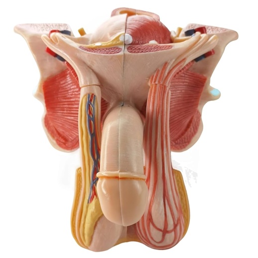Male Reproductive System Model