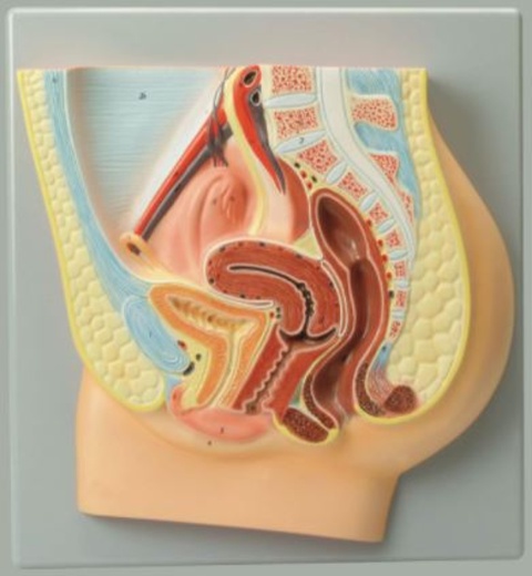 Female Reproductive System Model