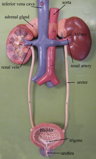 Human Excretory System Model