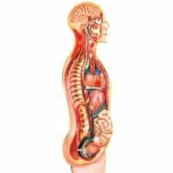 Sympathetic Nervous System Model