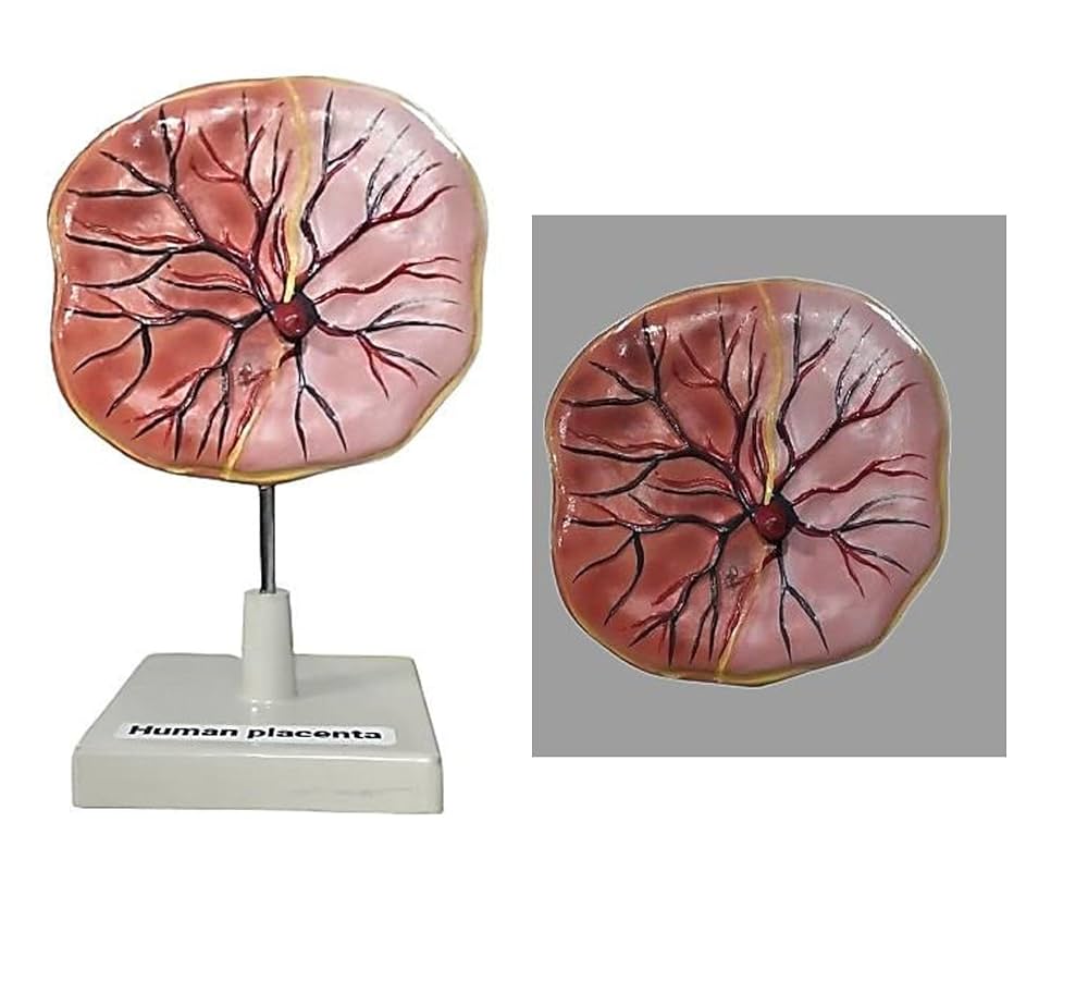 Human Placenta Model