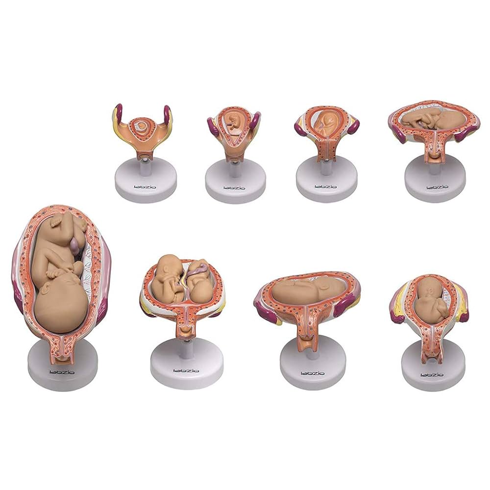 Development Process of a Foetus